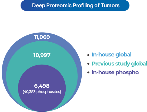 Tissue/Cell  이미지