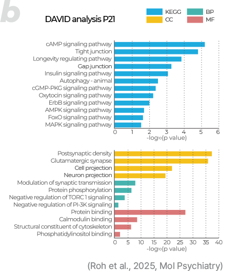 Tissue/Cell 이미지
